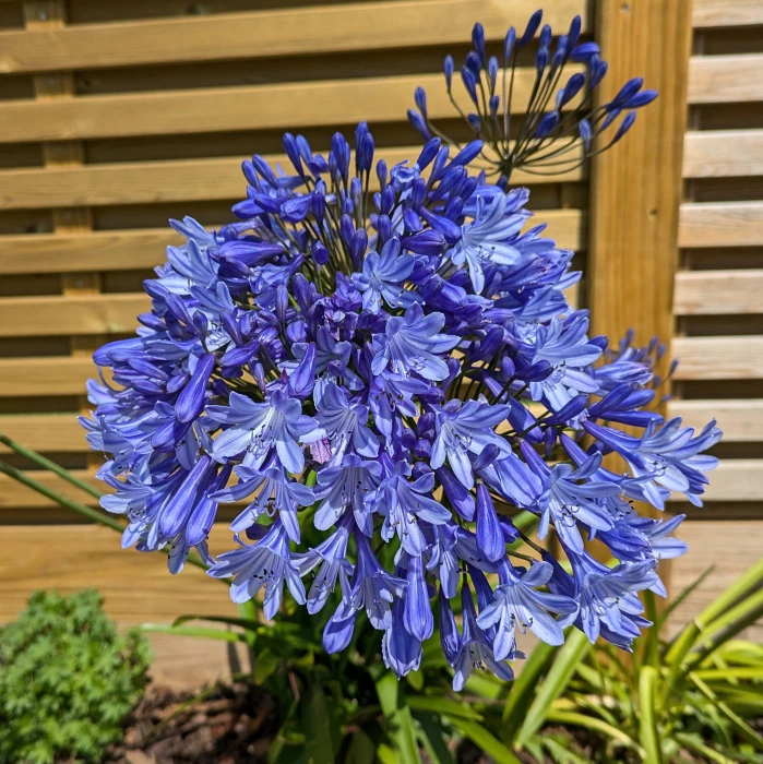  pix agapanthus