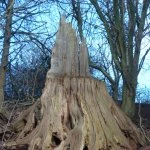 2013 boxing day walk 2