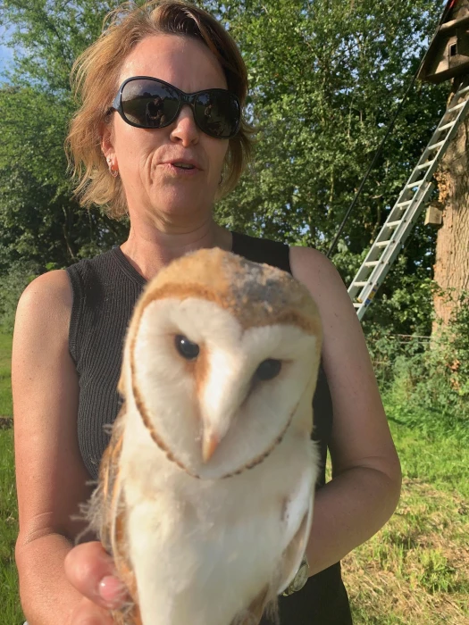 2024 barn owl chicks