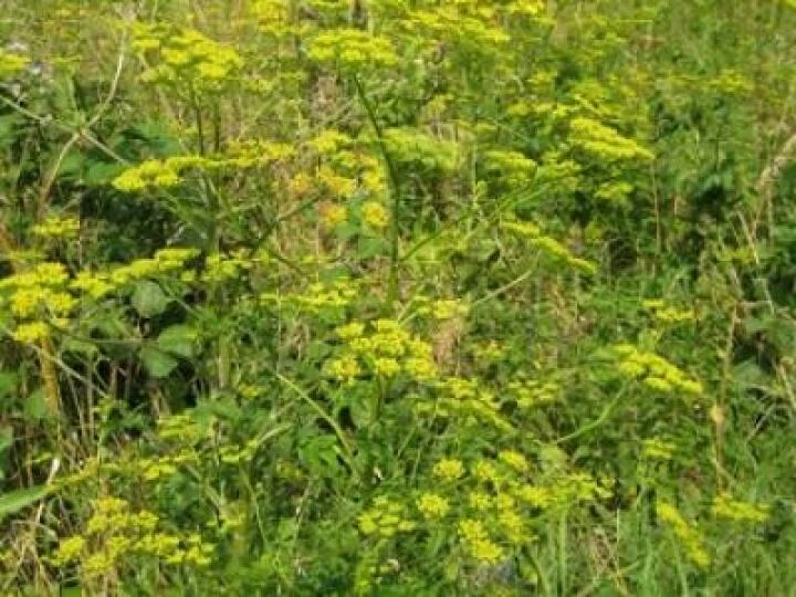 3755wild20parsnip