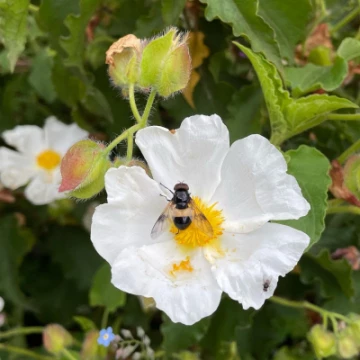 40f4e4c1e9564531ac988e8a0ac052c6