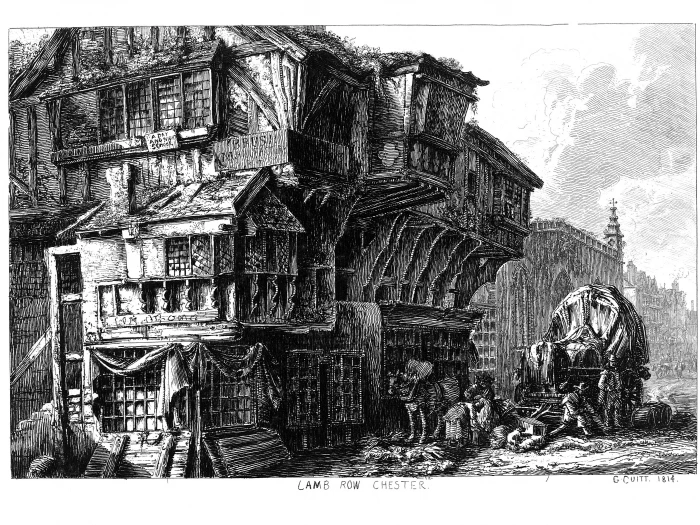 66 lamb row