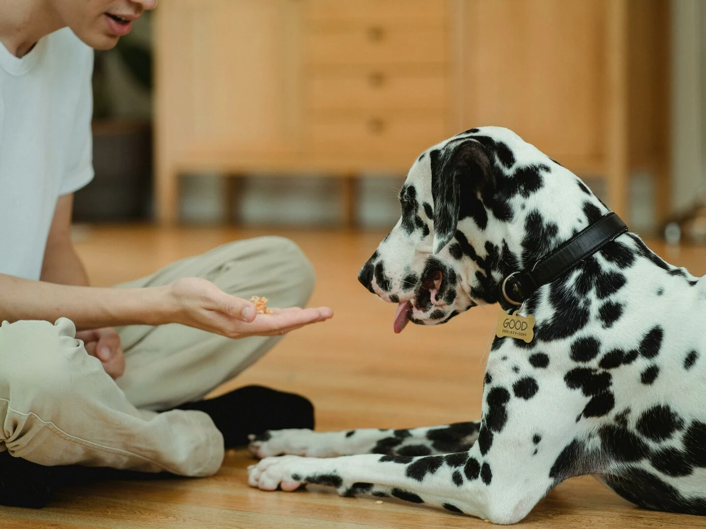 a dalmatian dog and boy play indoors sharing affectionate moments together
