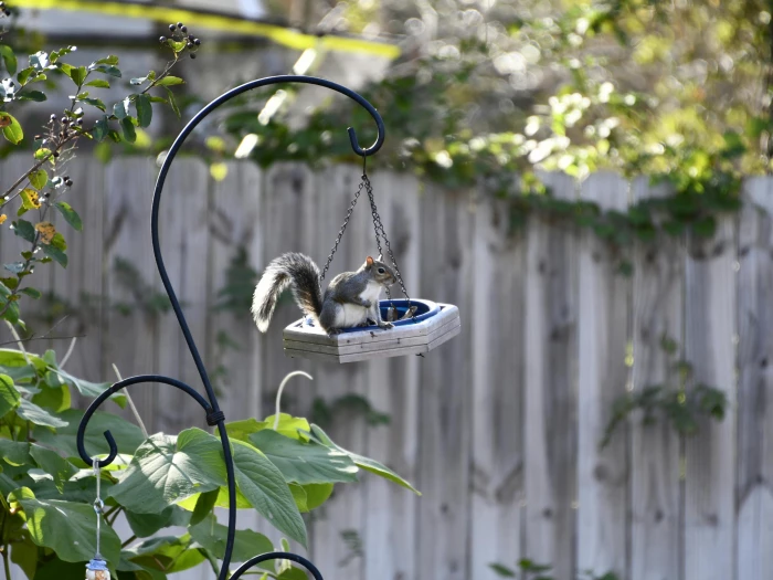 a gray squirrel on a hanging feeder