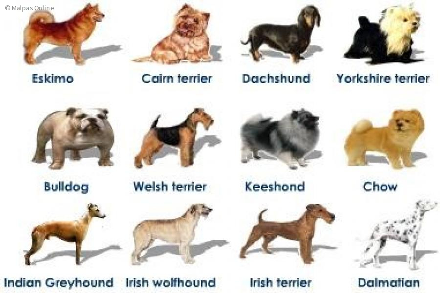 a picture of some dog breeds