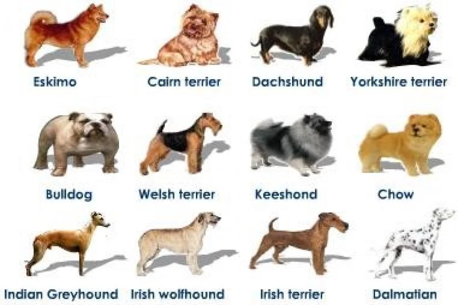 a picture of some dog breeds