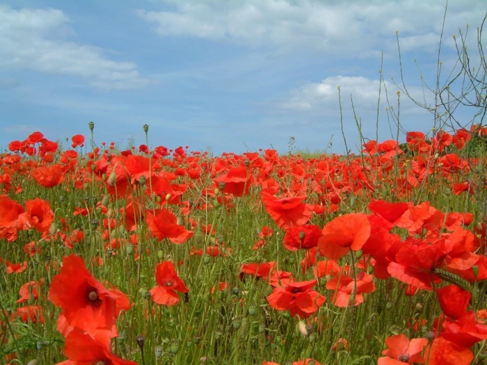 a poppy field