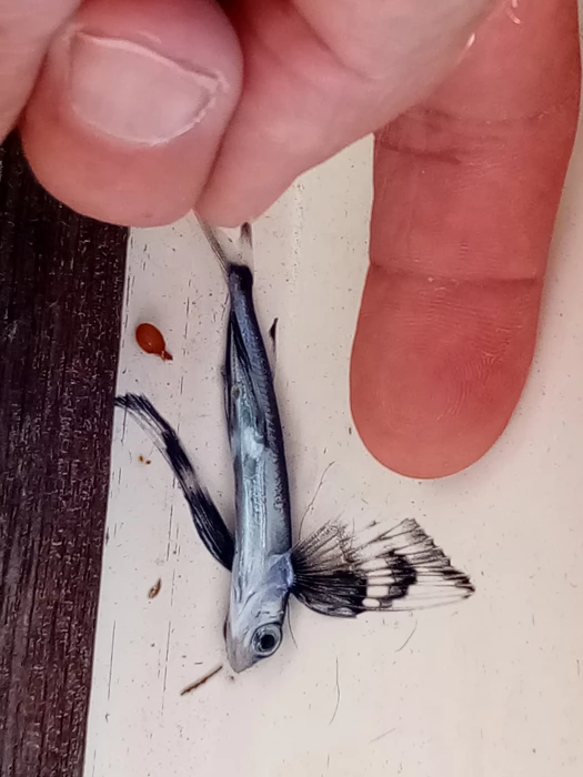 a small flying fish found on deck