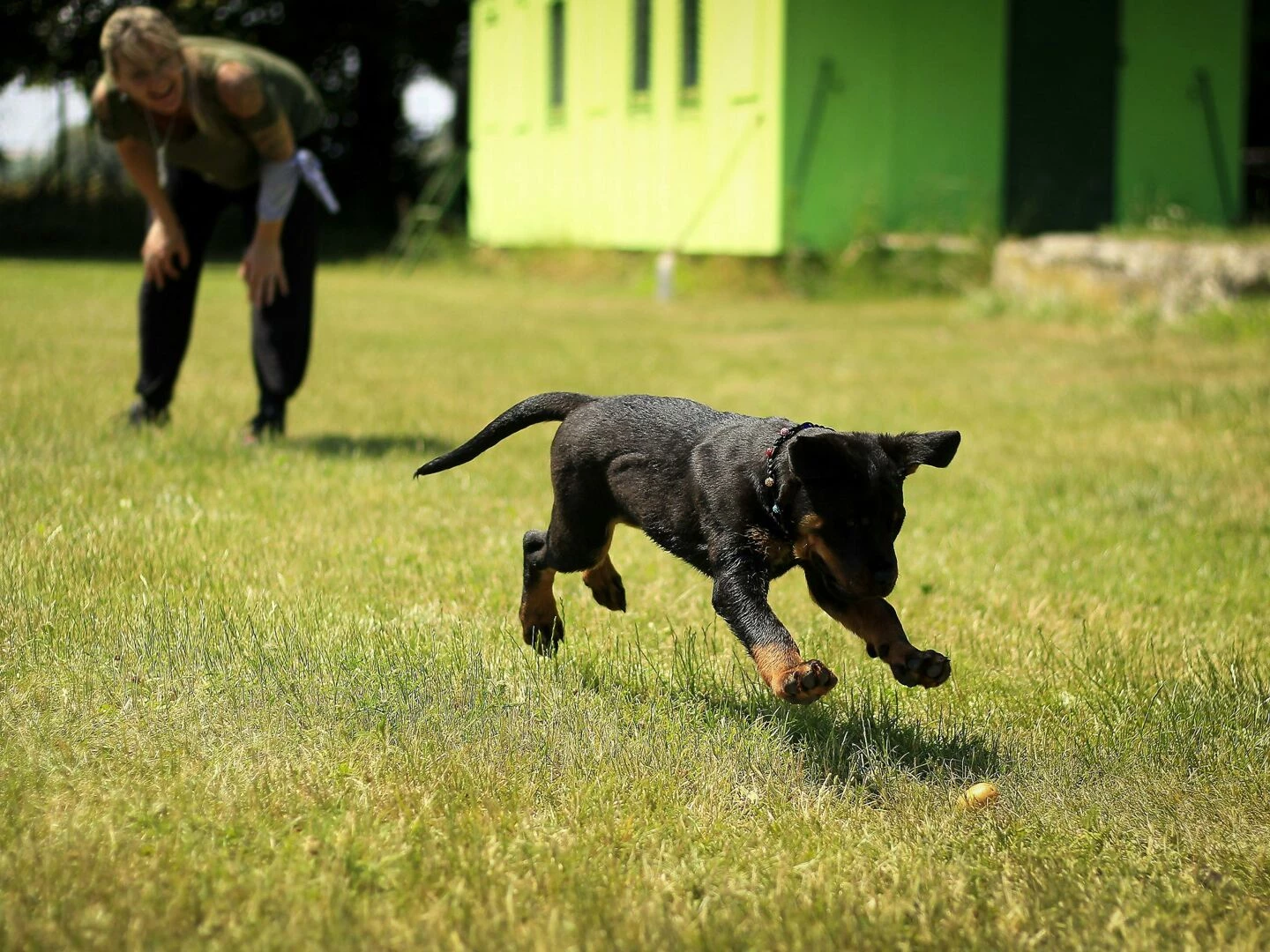 a young dog joyfully playing fetch on a grassy field with a person nearby