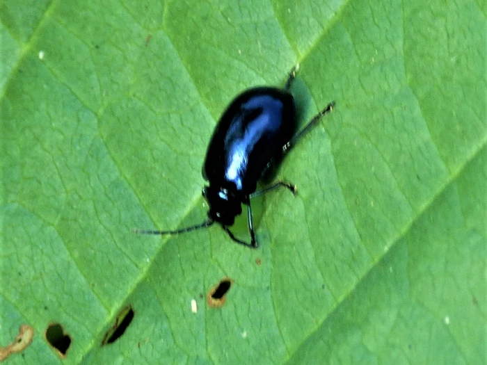 alder leaf beetle
