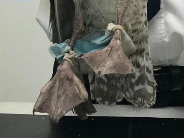 animalstangledinmasks2