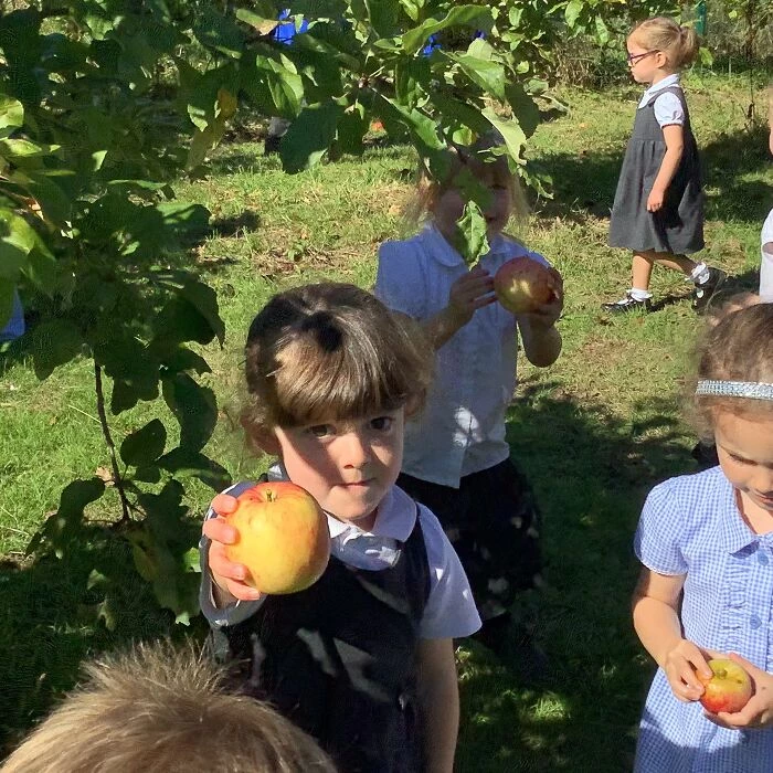 apple picking