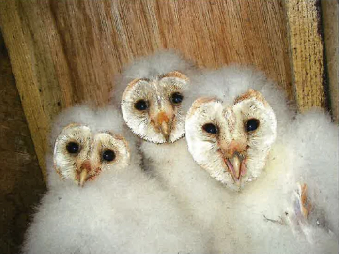 april barn owl report