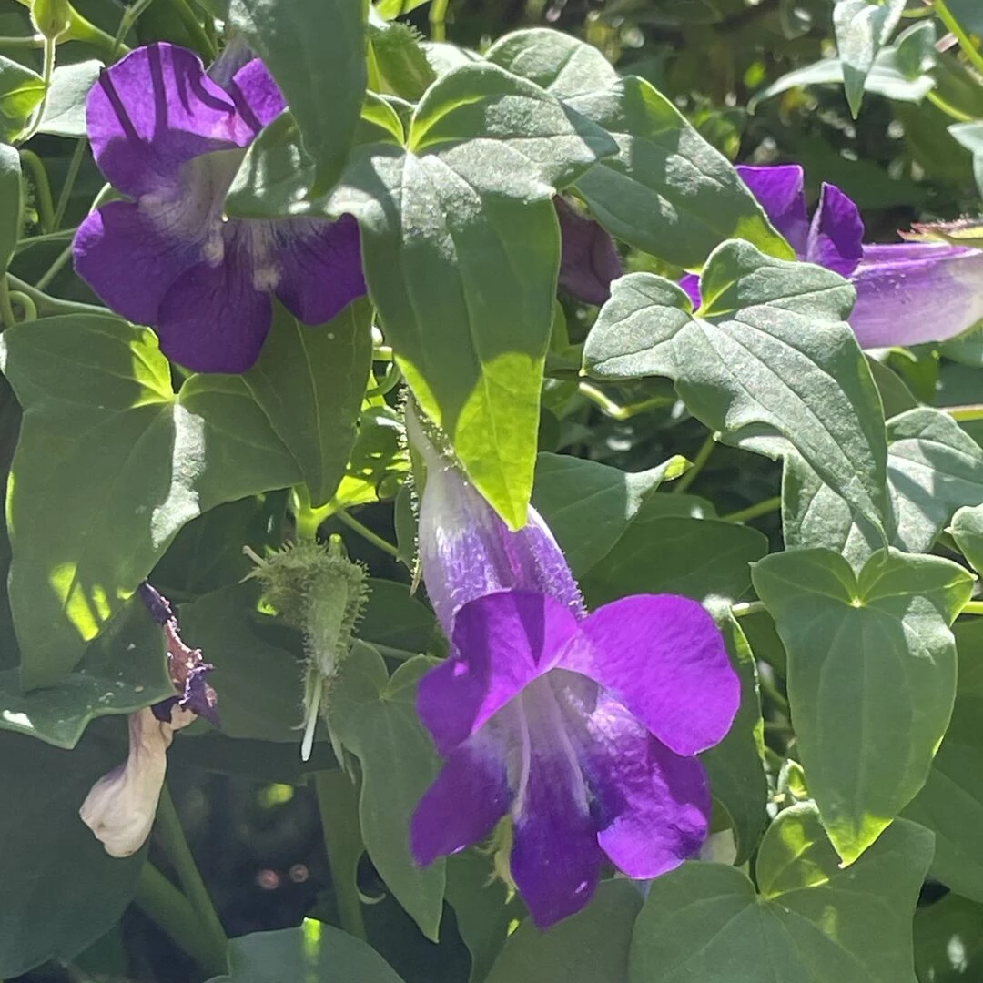 august25 garden