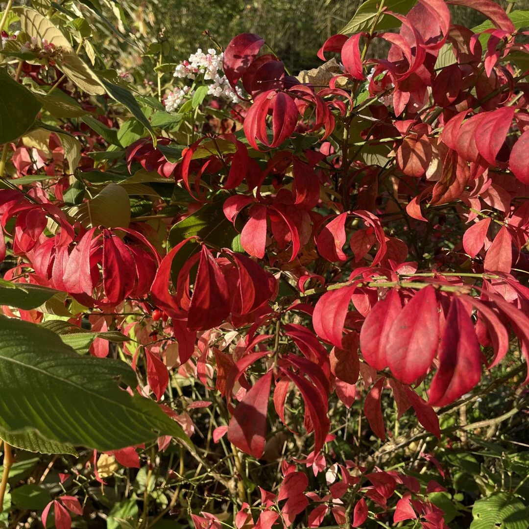 autumn garden