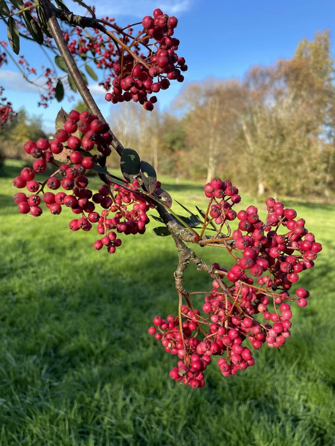 autumn garden