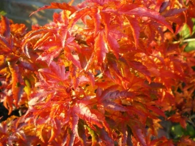 autumn leaves