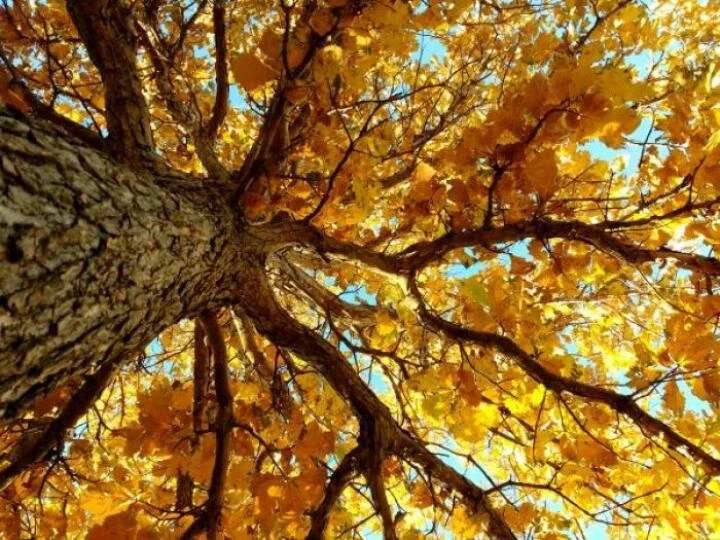 autumntreefrombelow600x450
