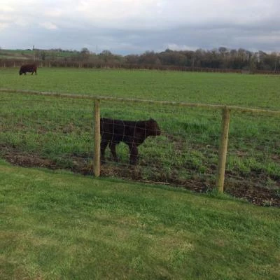 baby cow