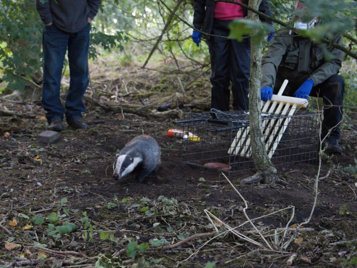 badger vaccination