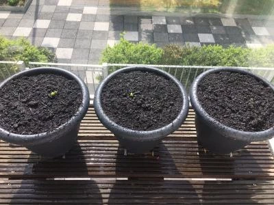 balcony sunflowers