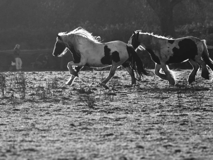 bbss equestrianimage