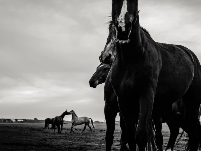 bbss equestrianimage