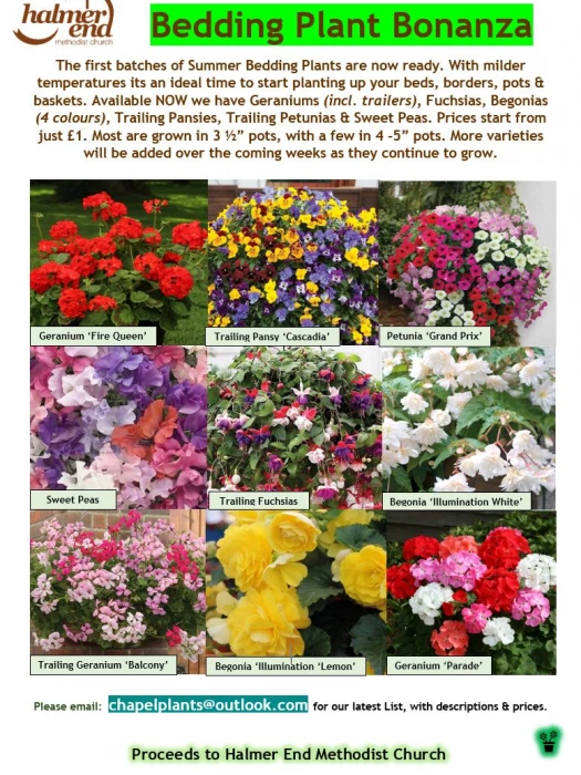 bedding plant bonanza flyer 090521