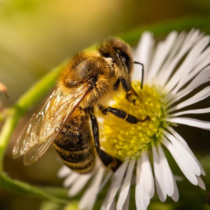 bee nature flower background