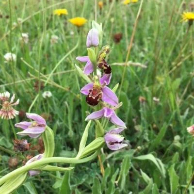 bee orchid orchid in eastfield june 2018