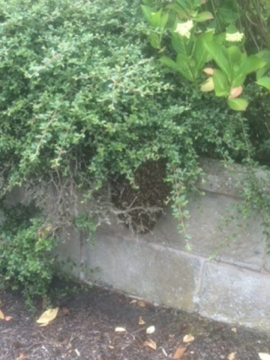 bees