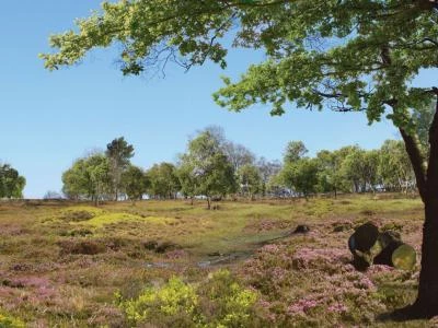 bickerton hill   after restoration