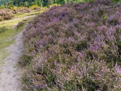 bickerton hill in august 19
