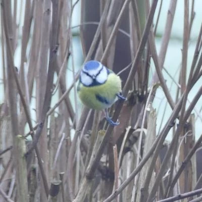 birds in garden3