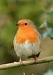 birds-robin