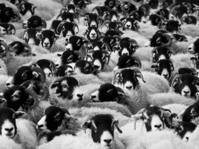 black and white photo of sheep