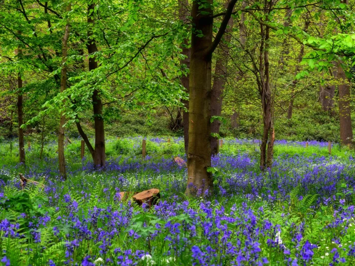 blooming bluebell flowers in a forest