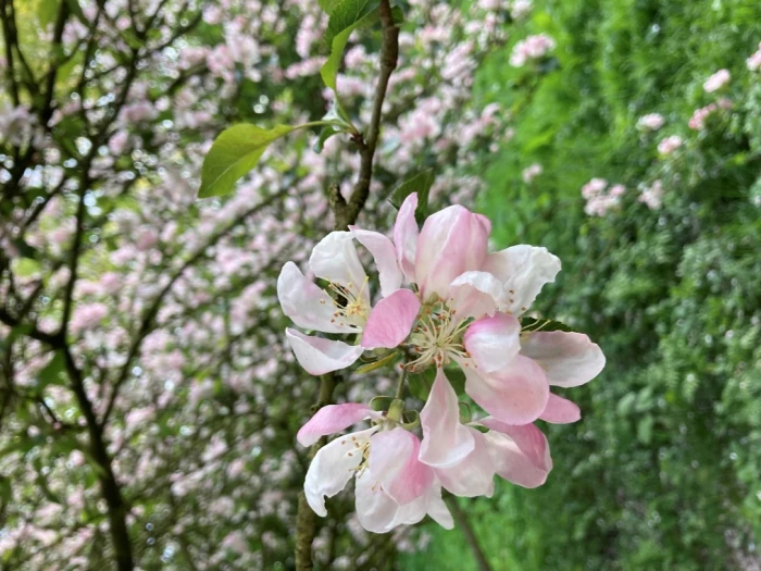 blossom calendar pic