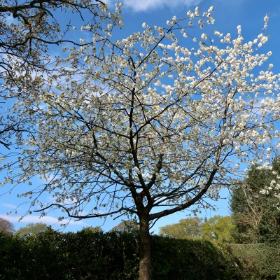 blossom tree 2