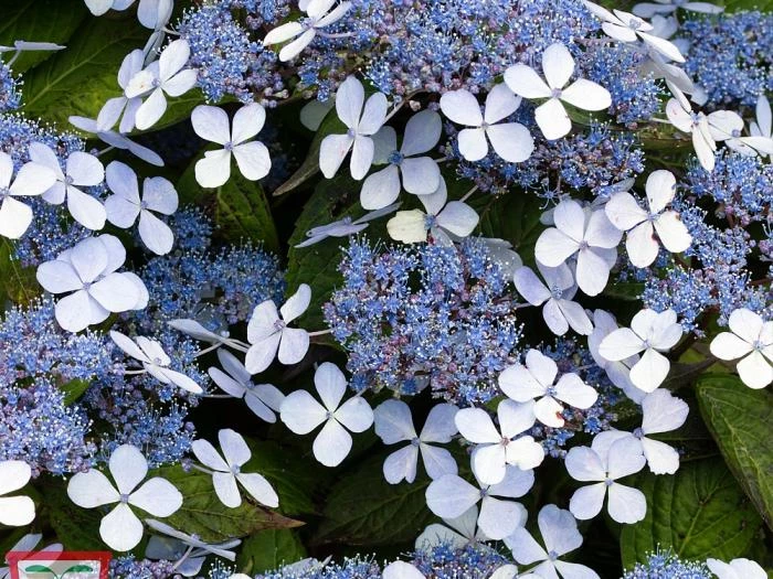 blue hydrangea