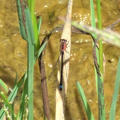blue tailed