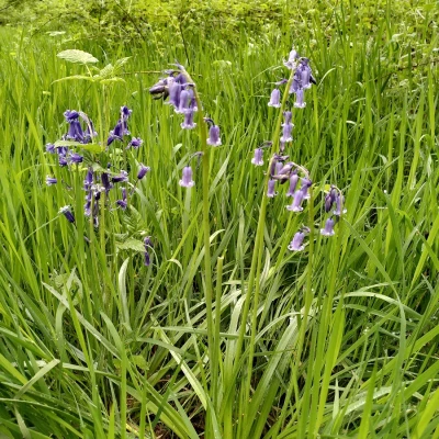bluebells 3
