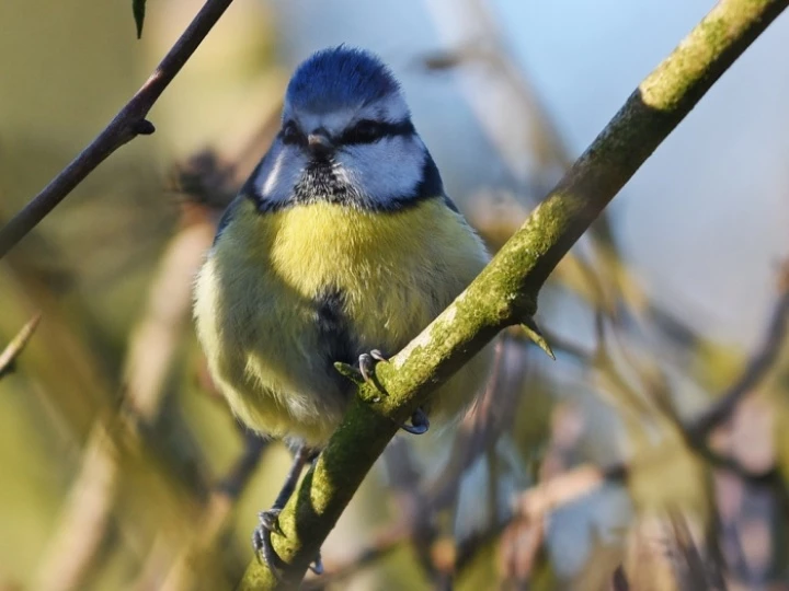 bluetit