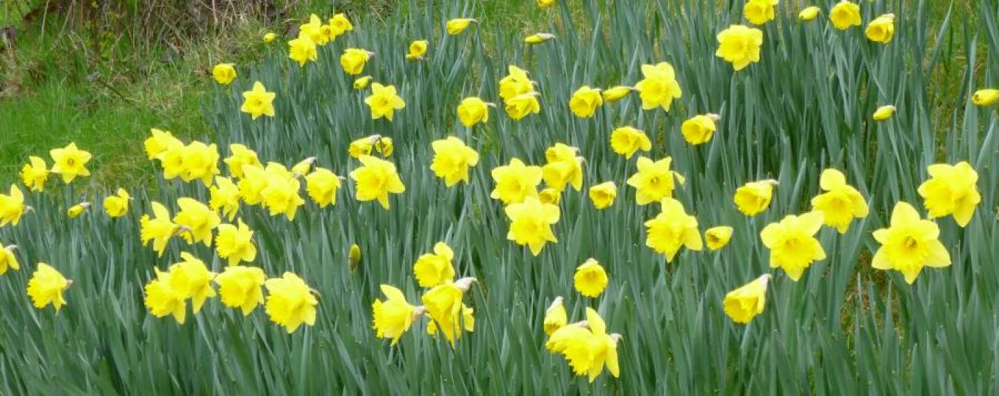 Daffodils