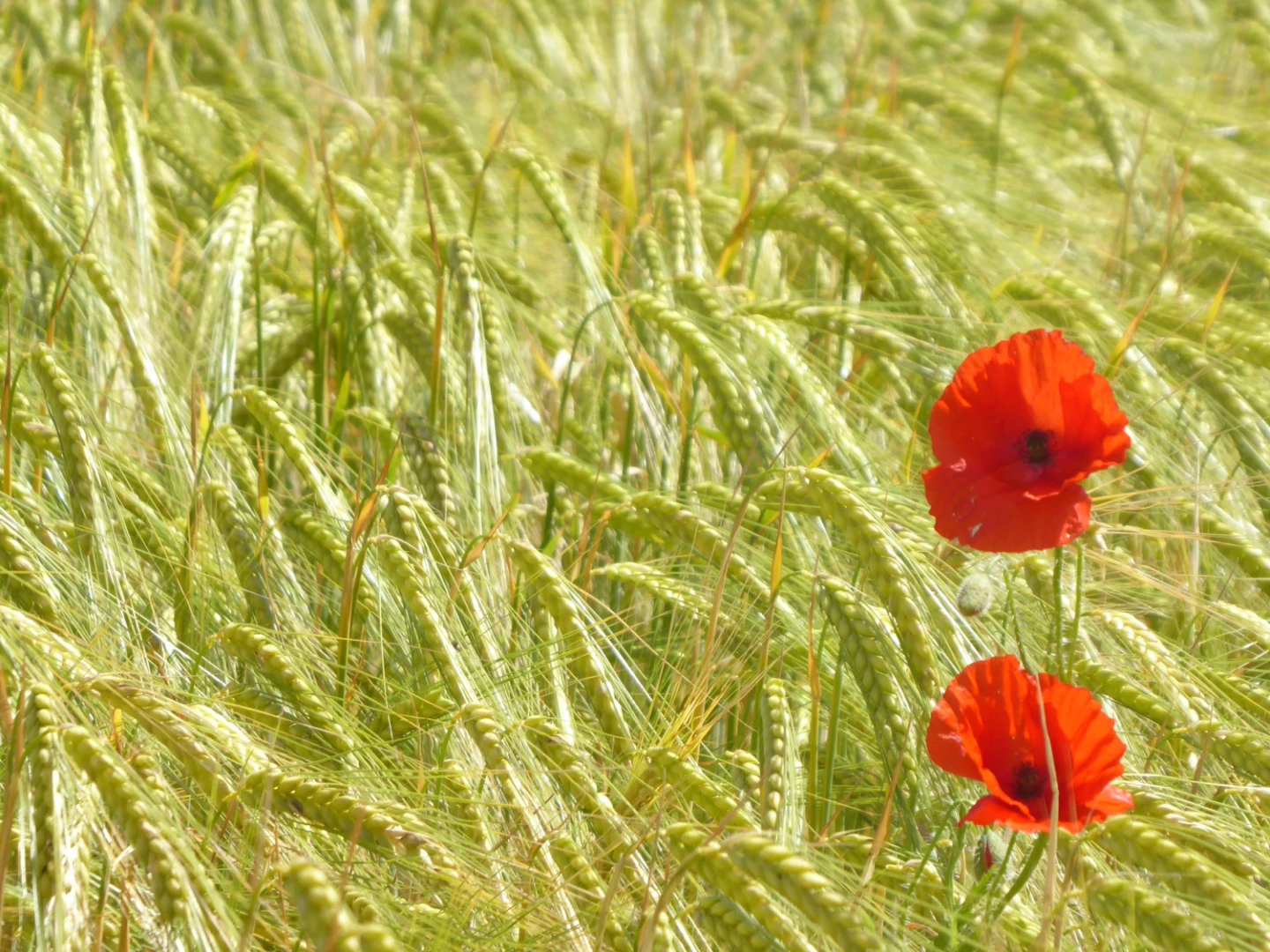 Poppies in June
