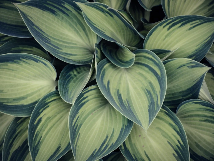 Closeup Photo of Green Variegated Leaf Plants
