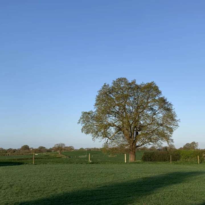 Foxes Bank 9