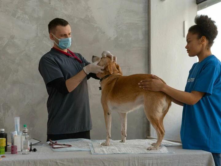 A Doctor Looking the Dog 