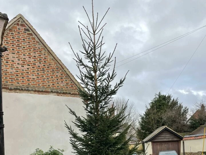 Christmas Tree For Sale Dec 24