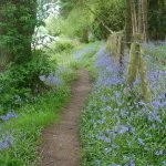Bluebell path
